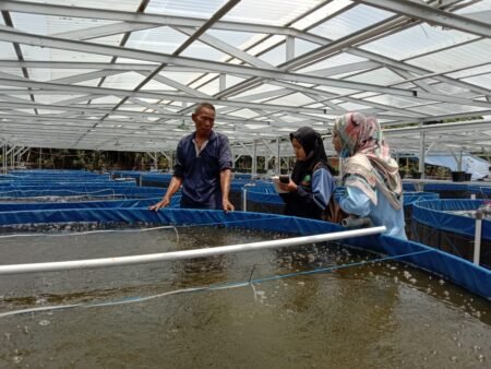 Menilik Keberhasilan Kelompok Lele Mutiara