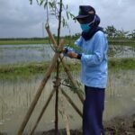 Cegah Tanah Longsor, Mahasiswa UIN Walisogo Tanam Pohon Asem