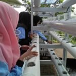 Mahasiswa KKN Kelompok 60 Manfaatkan Lahan untuk Menanam hidroponik