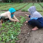 Budidaya Daun Ubi Jalar, Peluang Usaha di Masa Pandemi