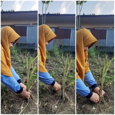 Mahasiswa KKN UIN Walisongo Jadikan Sereh Obat Herbal