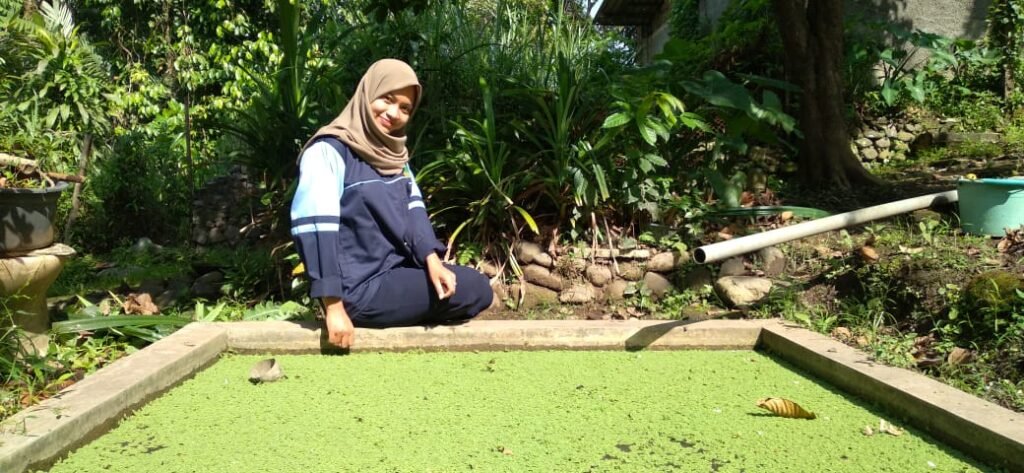 Mahasiswa KKN UIN Walisongo Lakukan Budidaya Tanaman Azolla