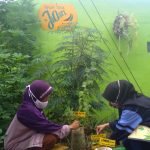 Mahasiswa KKN UIN Walisongo Buat Taman TOGA