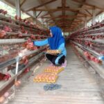 Mahasiswa UIN Walisongo Kaji Mekanisme Peternakan Ayam