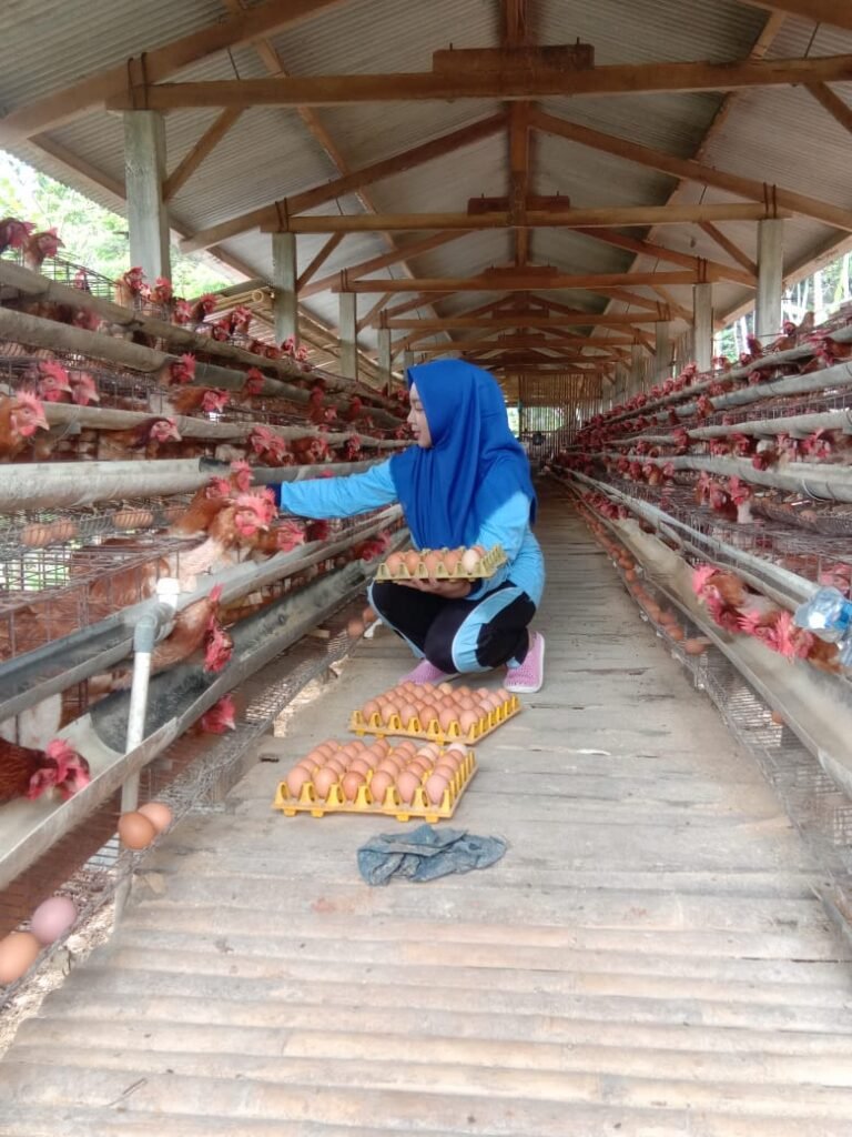 Mahasiswa UIN Walisongo Kaji Mekanisme Peternakan Ayam