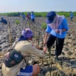 Gandeng Komunitas Peduli Lingkungan, Mahasiswa KKN UIN Walisongo Semarang Tanam Ratusan Mangrove