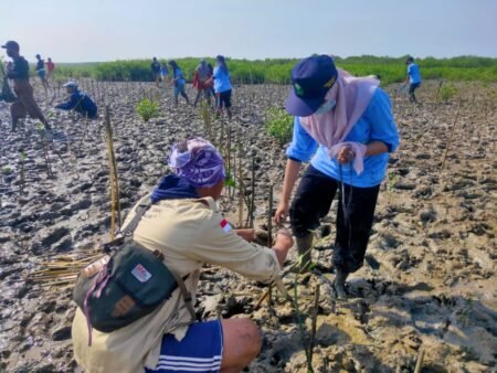Gandeng Komunitas Peduli Lingkungan, Mahasiswa KKN UIN Walisongo Semarang Tanam Ratusan Mangrove