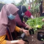 Mahasiswa KKN Realisasikan Program Seribu Bibit untuk Desa