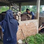 Mahasiswa KKN UIN Walisongo Kembangkan Produk Susu Sapi Aneka Rasa