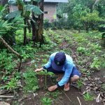 Petani Jatinegara Budidayakan Tanaman Porang