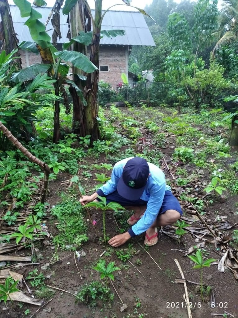 Petani Jatinegara Budidayakan Tanaman Porang Mahasiswa KKN Uin Walisongo Ikut serta dalam melakukan penanaman bibit Badu
