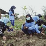 Manfaatkan Lahan, Mahasiswa KKN UIN Walisongo Andil dalam Penanaman Porang