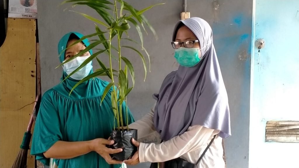 Tanaman Jahe Merah untuk Warga Desa Pekajangan Pembagian tanaman Jahe Merah di Desa Pekajangan