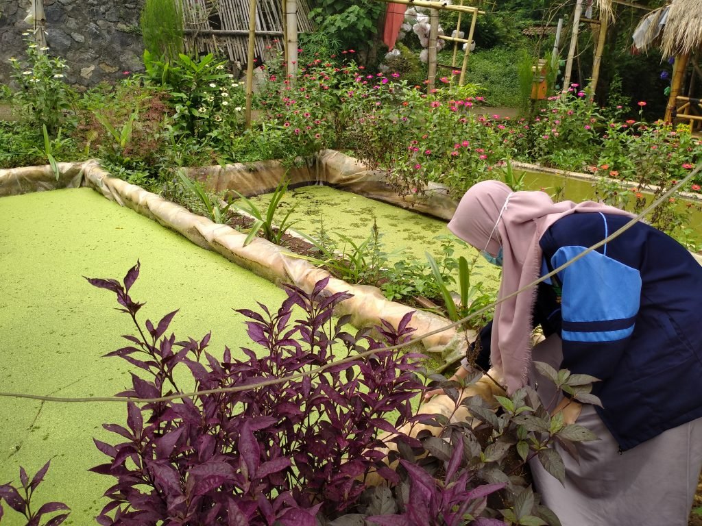 Potensi Ekonomi Budidaya Tanamam Azolla Potret budidaya tanaman Azolla