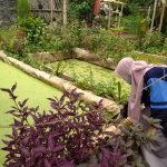 Potensi Ekonomi Budidaya Tanamam Azolla