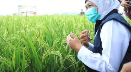 Gubernur Khofifah Pastikan Jatim Tak Perlu Beras Impor Ilustrasi Khofifah menegaskan Jawa Timur tidak membutuhkan beras impor