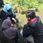 Begini Cara Pemindahan Tanaman Sawi ke Polybag