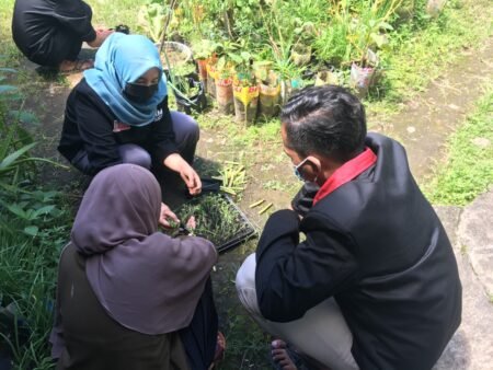 Begini Cara Pemindahan Tanaman Sawi ke Polybag Cara memindah tanaman sawi ke polybag yg dilakukan mahasiswa PMM UMM