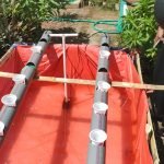 Mahasiswa UMM Ajak Masyarakat Budidaya Ikan dan Tanaman dengan Akuaponik