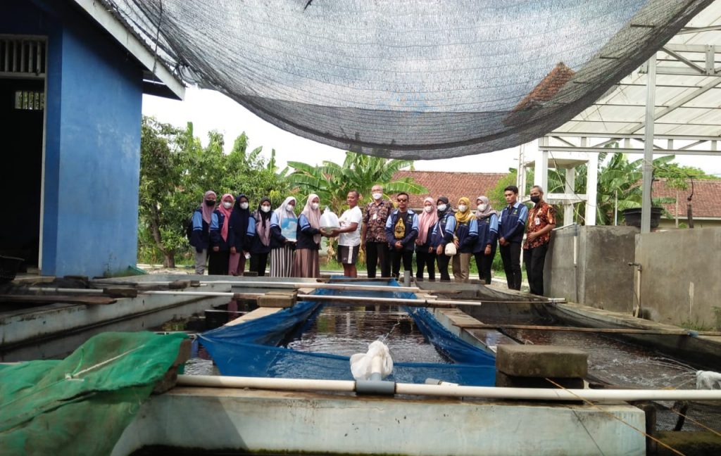 Mahasiswa KKN UIN Walisongo Bagikan Ribuan Bibit Lele kepada Warga Jambu Timur