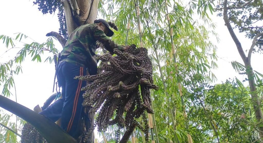 Sadap Nira Ala Warga Dusun Ngaglik Desa Pledokan, Sumowono Semarang Sadap nira warga dusun Ngalik Kebumen