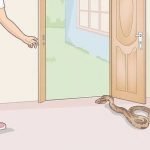 Cara Mencegah Ular Masuk Rumah Saat Musim Hujan