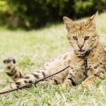 Jenis Kucing Termahal di Dunia, Sampai Milyaran Rupiah