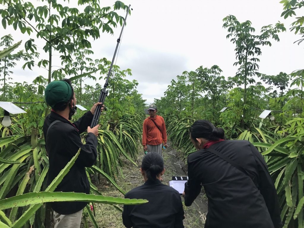 Gunakan Audio Visual, Mahasiswa Umm Kenalkan Hasil Panen Buah Naga di Curahjati Proses syuting pembuatan video untuk mengenalkan hasil pertanian buah naga di Dusun Curahjati