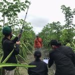 Gunakan Audio Visual, Mahasiswa Umm Kenalkan Hasil Panen Buah Naga di Curahjati
