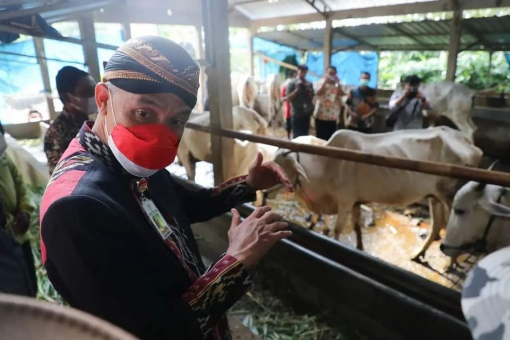 Tinjau Kelompok Tani, Ganjar Dorong Peningkatan Kemampuan Manajerial Peternak Sapi Ganjar Pranowo saat meninjau kandang sapi milik Kelompok Tani-Ternak Guyub Rukun di Desa Sumanding, Kecamatan Kembang, Kabupaten Jepara, Kamis (12/5/2022).