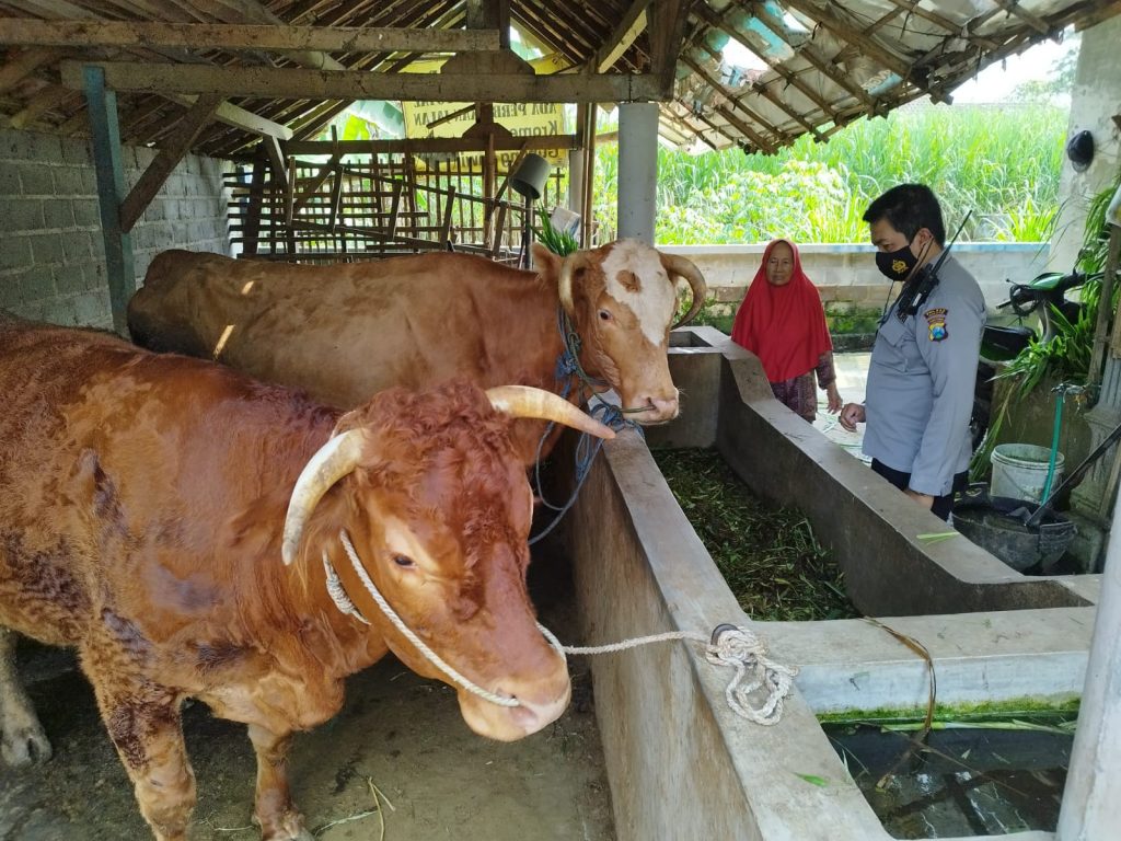 Waspada, Deteksi Wabah PMK pada Hewan Ternak Sedini Mungkin Kapolsek Kromengan AKP Heri Eko Utomo melakukan deteksi terkait Wabah Penyakit Mulut dan Kuku (PMK) pada hewan ternak di Wilayah Kabupaten Malang, Rabu (11/05/2022)