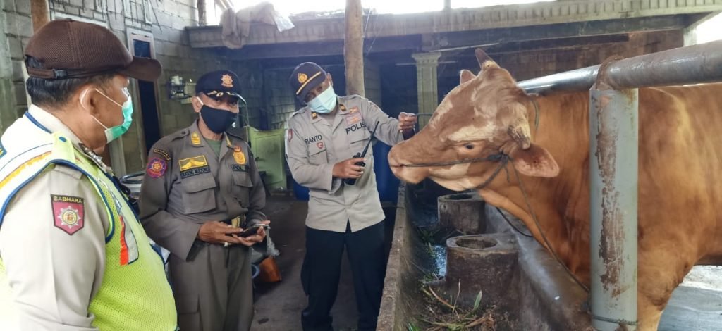 Soal Wabah PMK, Polsek Dampit Ambil Langkah Preventif dengan Monitoring dan Edukasi Kapolsek Dampit Iptu Agung Hartawan bersama Kanit Samapta dan Anggota beserta Kasi Trantib melakukan pemantauan dan monitoring adanya wabah penyakit menular yang menyerang hewan ternak sapi