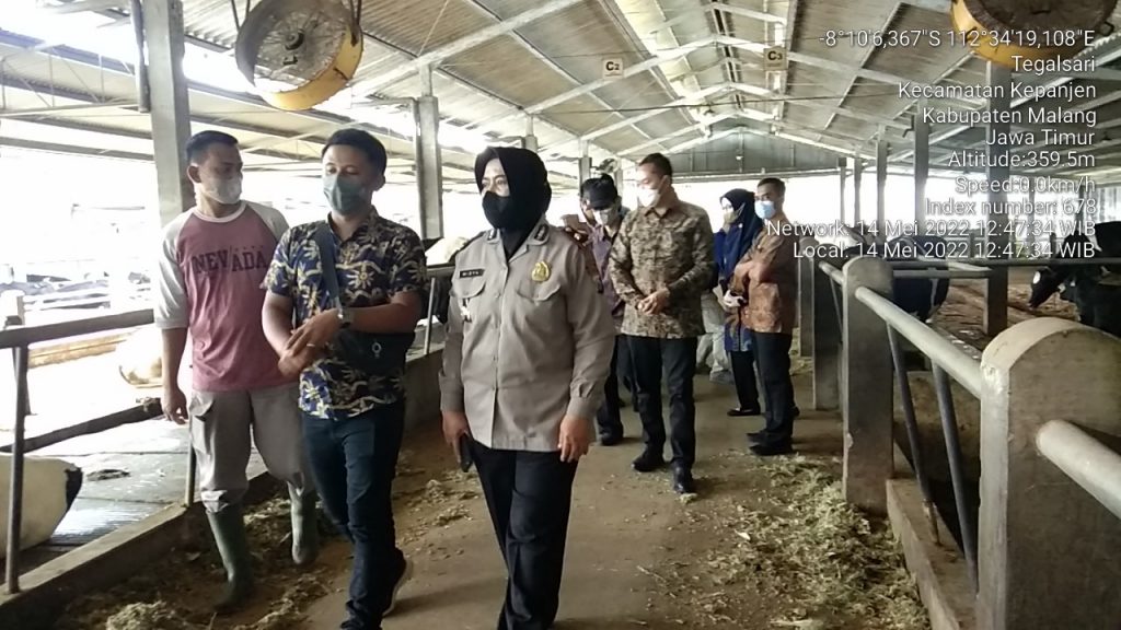 Deteksi Dini Penyebaran PMK, Satgas Pangan Polres Malang Kunjungi CV. Milkindo Berka Abadi Satgas Pangan Polres Malang untuk melakukan pemantauan langsung dalam upaya Deteksi Dini Wabah Penyakit Mulut dan Kuku (PMK) Hewan Ternak di CV. Milkindo Berka Abadi,
