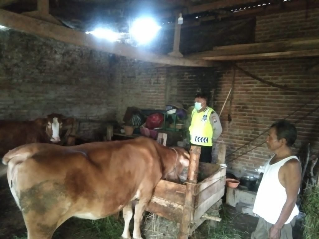 Polsek Wajak Lakukan Monitoring Kandang Sapi Terkait Wabah (PMK) Personel Polsek Wajak saat melakukan monitoring wabah PMK di salah satu Kandang sapi warga