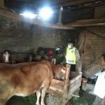 Polsek Wajak Lakukan Monitoring Kandang Sapi Terkait Wabah (PMK)