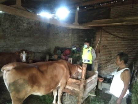 Polsek Wajak Lakukan Monitoring Kandang Sapi Terkait Wabah (PMK) Personel Polsek Wajak saat melakukan monitoring wabah PMK di salah satu Kandang sapi warga