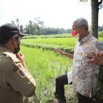 Kunjungi Petani Padi Organik Klaten, Ganjar Dorong Petani Kembangkan Varietas Lain