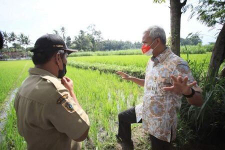 Kunjungi Petani Padi Organik Klaten, Ganjar Dorong Petani Kembangkan Varietas Lain Gubernur Jateng Ganjar Pranowo kunjungi petani padi organik Klaten