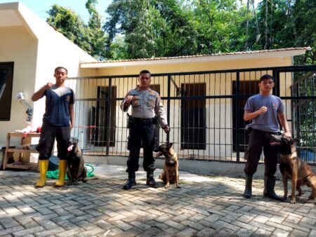 Rutin Latihan, Ini Dia Kelebihan Anjing Pelacak Unit K-9 Polres Malang Unit K-9 Polres Malang usai pamerkan kebolehan anjing pelacak