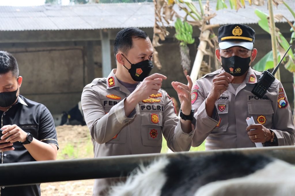 Kawal Percepatan Vaksinasi PMK, Polres Malang Sebut 12.319 Ekor Ternak Sudah Tervaksin Kapolres Malang AKBP Ferli Hidayat saat memantau vaksinasi PMK di Poncokusumo