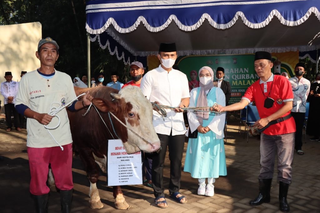 Idul Adha 1443 H, Polres Malang Salurkan Puluhan Hewan Kurban Waka Polres Malang Kompol Rizky Tri Putra salurkan hewan kurban