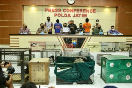 Polda Jatim Bongkar Praktik Jual Beli Satwa Dilindungi, 304 Satwa Diamankan Press Conference Polda Jatim soal praktik penjualan hewan dilindungi / Humas Polda Jatim