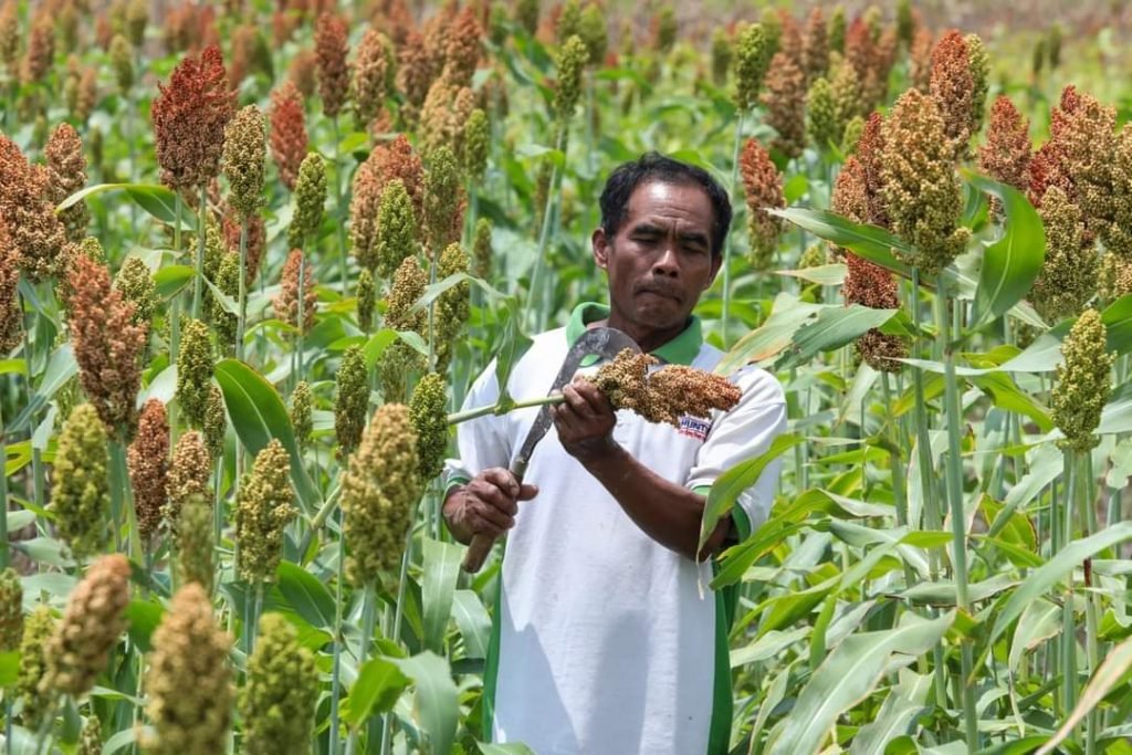 Pemprov Jateng Optimalkan Pertanian Sorgum di Wonogiri Petani Sorgum Wonogiri Jawa Tengah / dok. Pemprov Jateng