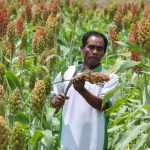 Pemprov Jateng Optimalkan Pertanian Sorgum di Wonogiri