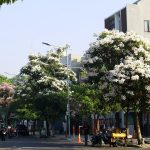 Ribuan Pohon Tabebuya Bermekaran, Buat Kota Surabaya Semakin Menawan