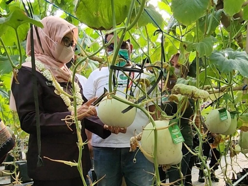 Potret Kampoeng Melon The Pradah di Kelurahan Kalipang Blitar Kunjungan Bupati Blitar Rini Syarifah ke Kampoeng Melon The Pradah / dok. Kominfo Blitar