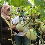 Potret Kampoeng Melon The Pradah di Kelurahan Kalipang Blitar