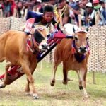 Final Karapan Sapi Piala Presiden di Bangkalan Ditunda, Kenapa?