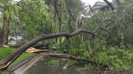 Bencana Puting Beliung di Sidoarjo Akibatkan Kerusakan 261 Rumah Warga Pohon tumbang akibat bencana puting beliung Sidorjao / IG lala sari