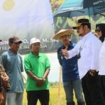 Tak Perlu Impor, Mentan Syahrul Sebut Stok Beras Aman